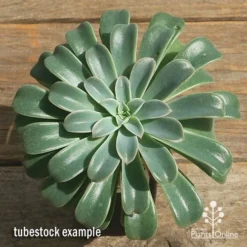 Echeveria Fantastic Fountain - Succulent -Cheap The Aussie Garden Store apo fantastic fountain tubestock top perfect