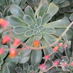 Echeveria Fantastic Fountain - Succulent -Cheap The Aussie Garden Store apo fantastic fountain 1