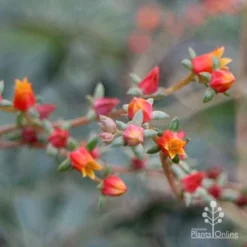 Echeveria Fantastic Fountain - Succulent -Cheap The Aussie Garden Store apo fantasticfountain flowers