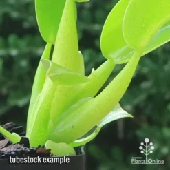 Philodendron Fat Boy -Cheap The Aussie Garden Store apo fat boy tubestock stems