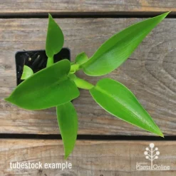 Philodendron Fat Boy -Cheap The Aussie Garden Store apo fat boy tubestock top