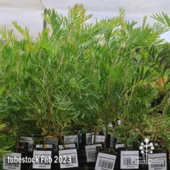 Grevillea Ned Kelly -Cheap The Aussie Garden Store apo feb ned kelly