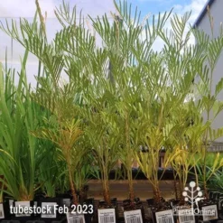 Grevillea Sandra Gordon -Cheap The Aussie Garden Store apo feb sandra gordon