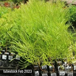 Grevillea Yamba Sunshine -Cheap The Aussie Garden Store apo feb yamba sunshine