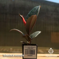 Ficus Elastica Burgundy - Rubber Plant -Cheap The Aussie Garden Store apo ficus burgundy rubber plant tubestock