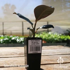 Ficus Elastica Burgundy - Rubber Plant -Cheap The Aussie Garden Store apo ficus burgundy tubestock