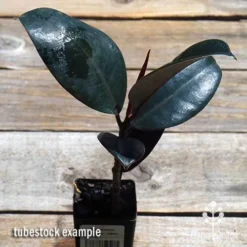 Ficus Elastica Burgundy - Rubber Plant -Cheap The Aussie Garden Store apo ficus burgundy tubestock top