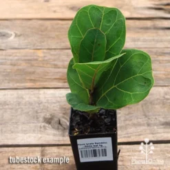 Ficus Lyrata Bambino - Fiddle Leaf Fig -Cheap The Aussie Garden Store apo ficus lyrata bambino tubestock top