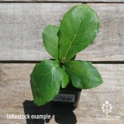 Ficus Lyrata - Fiddle Leaf Fig 12 Ficus Lyrata - Fiddle Leaf Fig -Cheap The Aussie Garden Store apo fiddleleaf fig tubestoc top