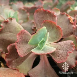 Echeveria Fire And Ice - Succulent -Cheap The Aussie Garden Store apo fire and ice