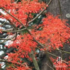 Illawarra Flame Tree - Brachychiton 21 Illawarra Flame Tree - Brachychiton -Cheap The Aussie Garden Store apo flame tree flowers2