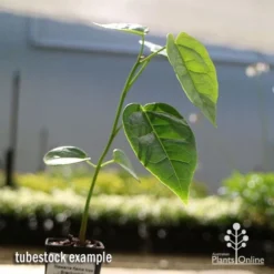 Illawarra Flame Tree - Brachychiton 20 Illawarra Flame Tree - Brachychiton -Cheap The Aussie Garden Store apo flame tree tubestock