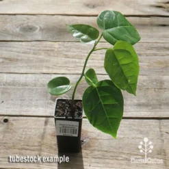 Illawarra Flame Tree - Brachychiton 14 Illawarra Flame Tree - Brachychiton -Cheap The Aussie Garden Store apo flame tree tubestock top