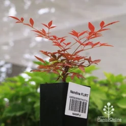 Nandina FLIRT -Cheap The Aussie Garden Store apo flirt tubestock