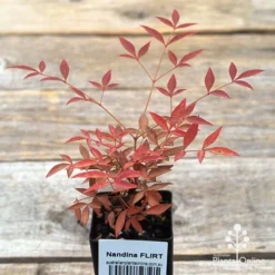 Nandina FLIRT -Cheap The Aussie Garden Store apo flirt tubestock top