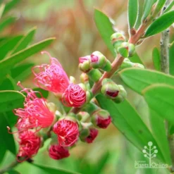 Callistemon Fluro Burst 29 Callistemon Fluro Burst -Cheap The Aussie Garden Store apo fluro burst buds