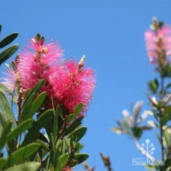 Callistemon Fluro Burst 20 Callistemon Fluro Burst -Cheap The Aussie Garden Store apo fluro burst flower blue sky
