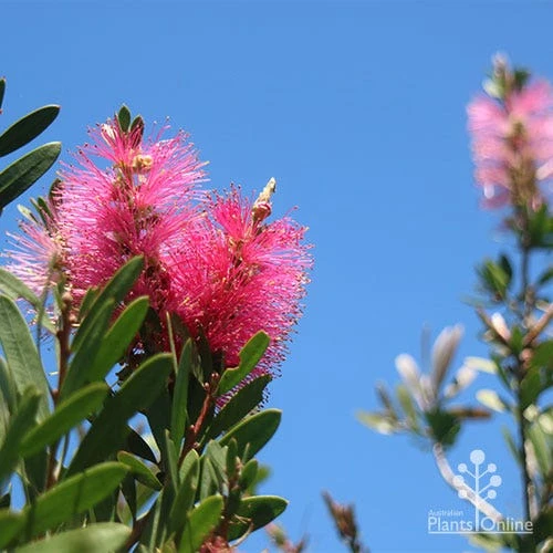 Callistemon Fluro Burst 3 Callistemon Fluro Burst - Image 3