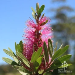 Callistemon Fluro Burst 23 Callistemon Fluro Burst -Cheap The Aussie Garden Store apo fluro burst flower sunshine