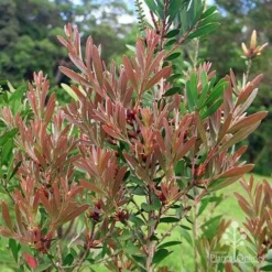 Callistemon Fluro Burst 27 Callistemon Fluro Burst -Cheap The Aussie Garden Store apo fluro burst foliage