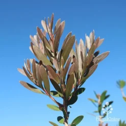 Callistemon Fluro Burst 30 Callistemon Fluro Burst -Cheap The Aussie Garden Store apo fluro burst new winter colour