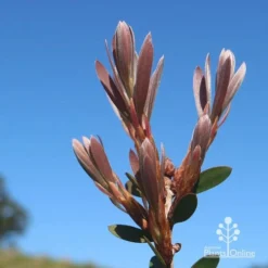 Callistemon Fluro Burst 35 Callistemon Fluro Burst -Cheap The Aussie Garden Store apo fluro burst new winter leaf