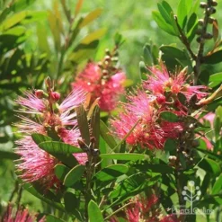 Callistemon Fluro Burst 34 Callistemon Fluro Burst -Cheap The Aussie Garden Store apo fluro burst sunlit