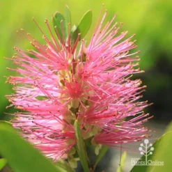 Callistemon Fluro Burst 24 Callistemon Fluro Burst -Cheap The Aussie Garden Store apo fluroburst callistemon flower