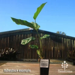 Calathea Freddy -Cheap The Aussie Garden Store apo freddy tubestock tall