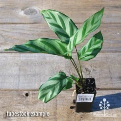 Calathea Freddy -Cheap The Aussie Garden Store apo freddy tubestock top