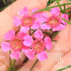 Chamelaucium Free Spirit - Waxflower -Cheap The Aussie Garden Store apo free spirit flower closeup
