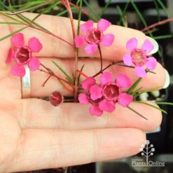 Chamelaucium Free Spirit - Waxflower -Cheap The Aussie Garden Store apo free spirit flower size