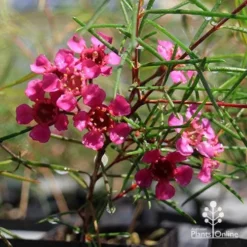 Chamelaucium Free Spirit - Waxflower -Cheap The Aussie Garden Store apo free spirit magenta