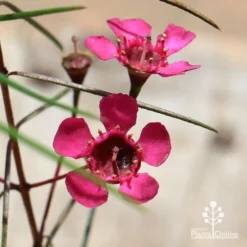 Chamelaucium Free Spirit - Waxflower -Cheap The Aussie Garden Store apo free spirit waxflower closeup