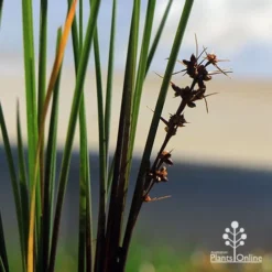 Lomandra Frosty Top -Cheap The Aussie Garden Store apo frosty top flowers