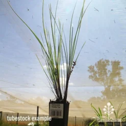 Lomandra Frosty Top -Cheap The Aussie Garden Store apo frosty top tubestock