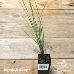 Lomandra Frosty Top -Cheap The Aussie Garden Store apo frosty top tubestock 1