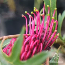 Grevillea Gaudichaudii -Cheap The Aussie Garden Store apo gaudichaudi grevillea closeup