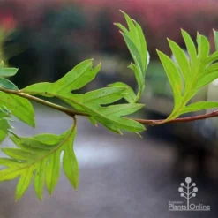 Grevillea Gaudichaudii -Cheap The Aussie Garden Store apo gaudichaudi grevillea foliage