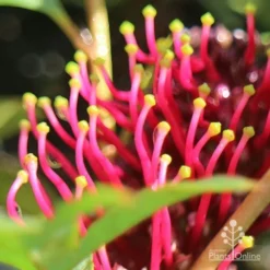 Grevillea Gaudichaudii -Cheap The Aussie Garden Store apo gaudichaudi stamens
