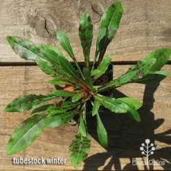 Gaura White -Cheap The Aussie Garden Store apo gaura winter colour