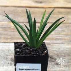 Agave Geminiflora - Succulent 9 Agave Geminiflora - Succulent -Cheap The Aussie Garden Store apo geminiflora tubestock