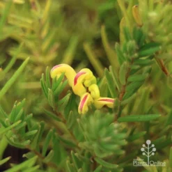 Grevillea Gold Rush -Cheap The Aussie Garden Store apo gold rush flower and foliage