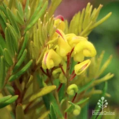 Grevillea Gold Rush -Cheap The Aussie Garden Store apo gold rush grevillea flower