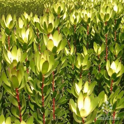 Leucadendron Gold Strike 2 Leucadendron Gold Strike - Image 2