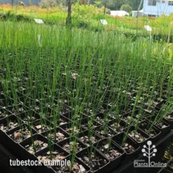 Xanthorrhoea - Grass Tree -Cheap The Aussie Garden Store apo grass tree johnsoni