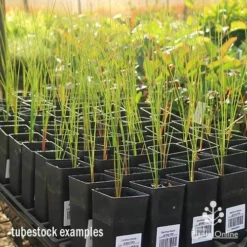 Xanthorrhoea - Grass Tree -Cheap The Aussie Garden Store apo grass tree tubestock