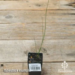 Xanthorrhoea - Grass Tree -Cheap The Aussie Garden Store apo grass tree tubestock top