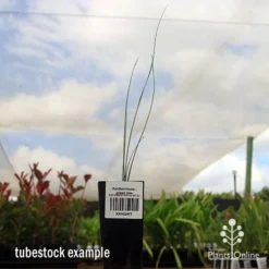 Xanthorrhoea - Grass Tree -Cheap The Aussie Garden Store apo grass tree tubestock 1
