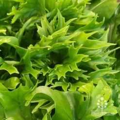 Microsorum Green Flame Fern 10 Microsorum Green Flame Fern -Cheap The Aussie Garden Store apo green flame fern leaftips